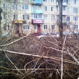 Вывоз мусора после подпила веток
